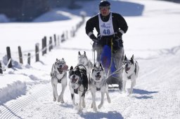 Lenk 2013